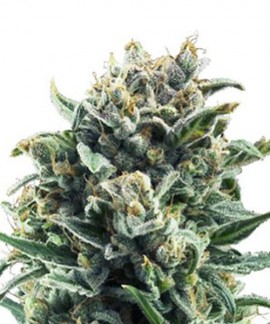 Blue Cheese online comprar Blue Cheese