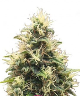 Somango XL online comprar Somango XL
