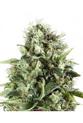 Royal AK de Royal Queen Seeds