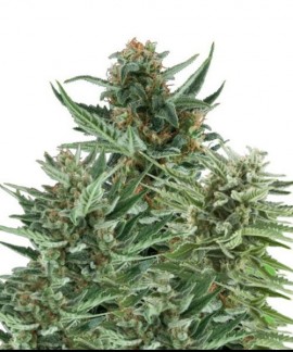 Feminized Mix online comprar Feminized Mix