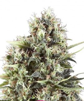 Chocolate Haze online comprar Chocolate Haze
