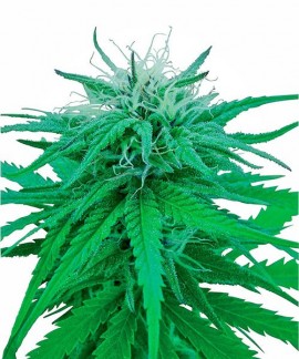 Rudelaris Indica de Sensi Seeds Regulares