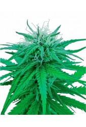 Rudelaris Indica de Sensi Seeds Regulares