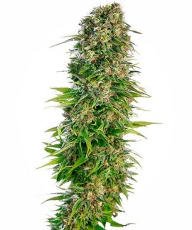 Hindu Kush online comprar Hindu Kush