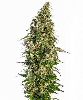 Afghani 1 online comprar Afghani 1
