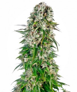 Big Bud online comprar Big Bud