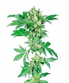 Afghani 1 online comprar Afghani 1