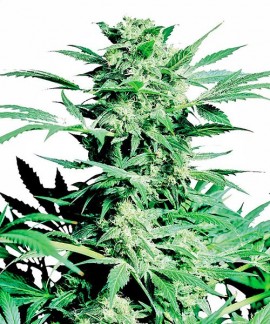 Shiva Skunk online comprar Shiva Skunk