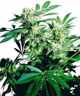Skunk Kush online comprar Skunk Kush