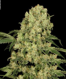 Ak 47 online comprar Ak 47