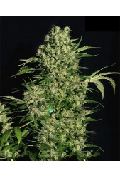 Chronic Regular de Serious Seeds