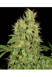 Chronic CBD de Serious Seeds