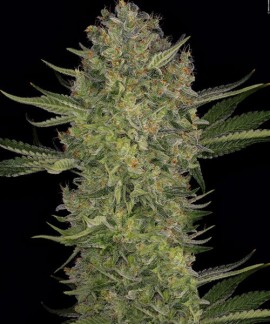 Serious Kush online comprar Serious Kush