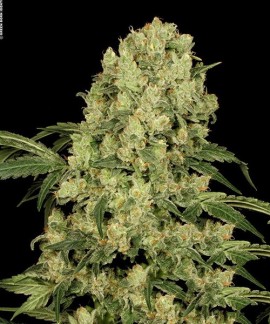 Ak 47 online comprar Ak 47
