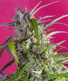 Crystal Candy Auto online comprar Crystal Candy Auto