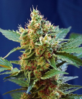 Cream Mandarine XL Auto online comprar Cream Mandarine XL Auto