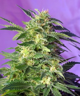Killer Kush Auto online comprar Killer Kush Auto