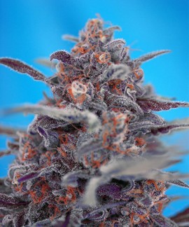 Devil Cream Auto online comprar Devil Cream Auto