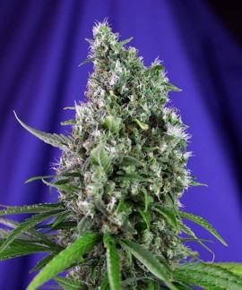 Sweet Trainwreck Auto online comprar Sweet Trainwreck Auto