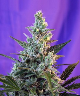Sweet Skunk Auto online comprar Sweet Skunk Auto