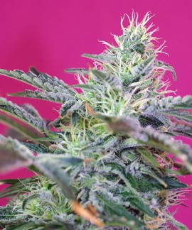 Sweet Cheese Auto online comprar Sweet Cheese Auto