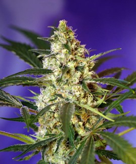 Fast Bud 2 Auto online comprar Fast Bud 2 Auto