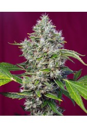 San Fernando Lemon Kush de Sweet Seeds