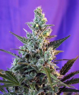Sweet Skunk F1 Fast Version online comprar Sweet Skunk F1 Fast Version