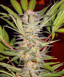 S.A.D. Sweet Afgani Delicious F1 Fast Version online comprar S.A.D. Sweet Afgani Delicious F1 Fast Version