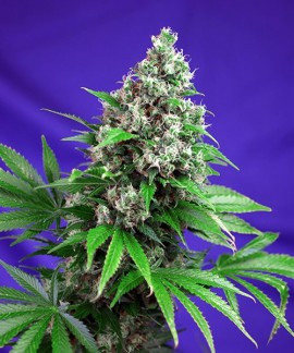 Killer Kush F1 Fast Version online comprar Killer Kush F1 Fast Version