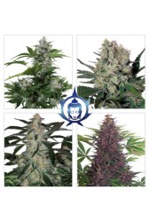 Assorted Auto de Budda Seeds