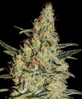 New'S Haze online comprar New'S Haze