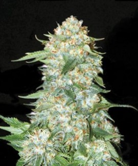 Og Kush online comprar Og Kush