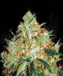 Original Orange Bud online comprar Original Orange Bud
