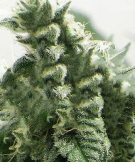 Black Jesus Og online comprar Black Jesus Og