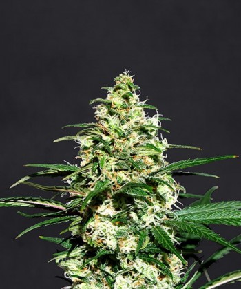 Comprar Amnesi-K de Kannabia Seed Company