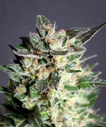 Comprar Bcn Diesel de Kannabia Seed Company