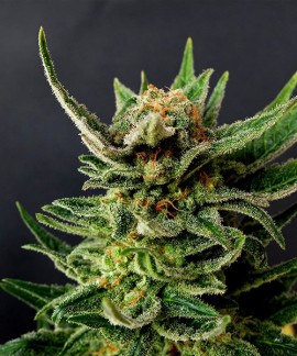 Gypsy Kush online comprar Gypsy Kush