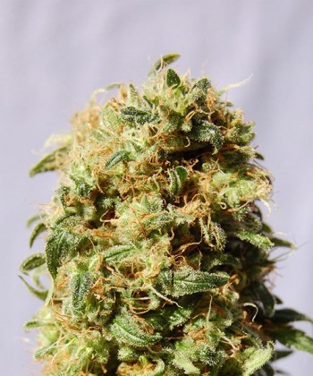 Comprar Kaboom Aka La Reina de Africa de Kannabia Seed Company