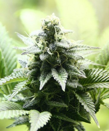 Comprar Kreamy Karamel de Kannabia Seed Company