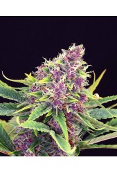 Purple Kush de Kannabia Seed Company