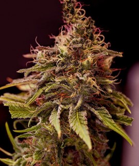 Caramelice CBD online comprar Caramelice CBD