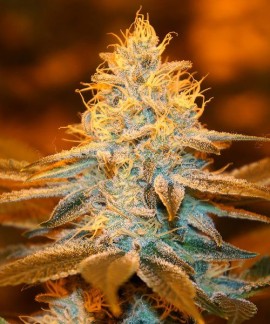 Strawberry Glue online comprar Strawberry Glue