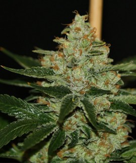 Underdawg de TH Seeds online comprar Underdawg de TH Seeds