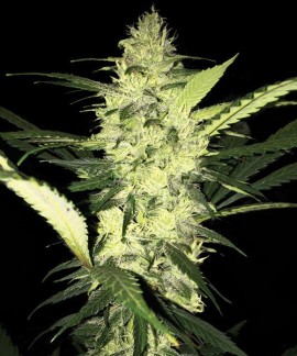 La S.A.G.E. de TH Seeds online comprar La S.A.G.E. de TH Seeds
