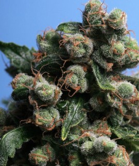 S.A.G.E 'n Sour de TH Seeds online comprar S.A.G.E 'n Sour de TH Seeds