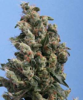 Kushage de TH Seeds online comprar Kushage de TH Seeds