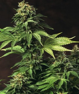Akorn de TH Seeds online comprar Akorn de TH Seeds