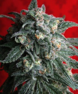 A-Train de TH Seeds online comprar A-Train de TH Seeds