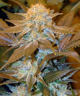 Critical Hog de TH Seeds online comprar Critical Hog de TH Seeds